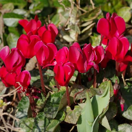 ciclamino selvatici balcone giardino balcone tagliato giardino riverdimento tetti serrature primavera semi selvatico estate semi 20pcs