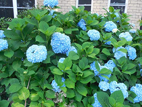 5 Stem Cuttings of Hydrangea Macrophylla Nikko Blue Bigleaf