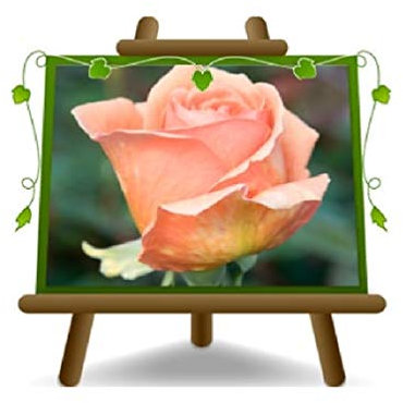 Rosa árbol naranja lacado grandes flores Altura máx. 140 cm en maceta de 26 cm