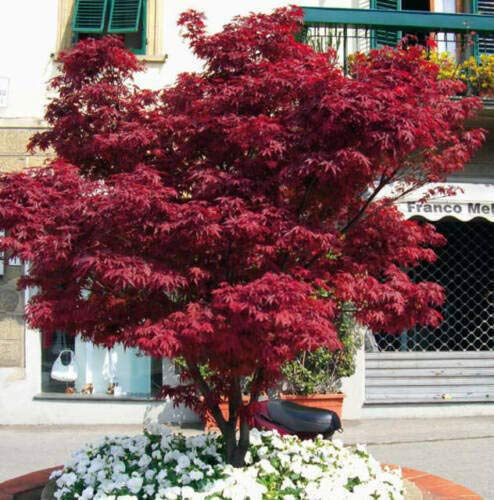 Acero rosso giapponese Acero palmatum Fireglow FG1 pianta in vaso ø26 h.150/200 cm Vivaio di Castelletto
