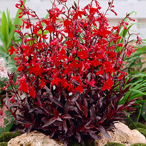 Bloomique - Set di 3 - Lobelia Queen Victoria - Lobelia Rossa - Pianta Acquatica - Pianta da Stagno - Resistente al Freddo - Alte 20-30 cm - Vaso 9 cm