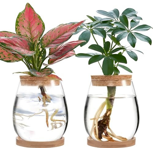 Generic Lot de 2 pots de fleurs en verre transparent avec couvercle en bois et support en bambou pour culture de plantes hydroponiques (C)