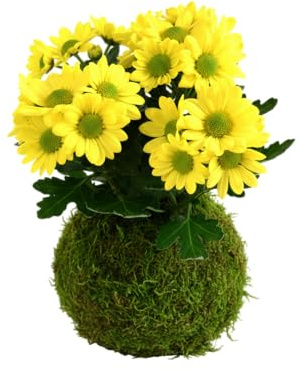 Kokedama de Margarita Planta Viva de Interior con Musgo Natural | DECOALIVE Decoración Natural