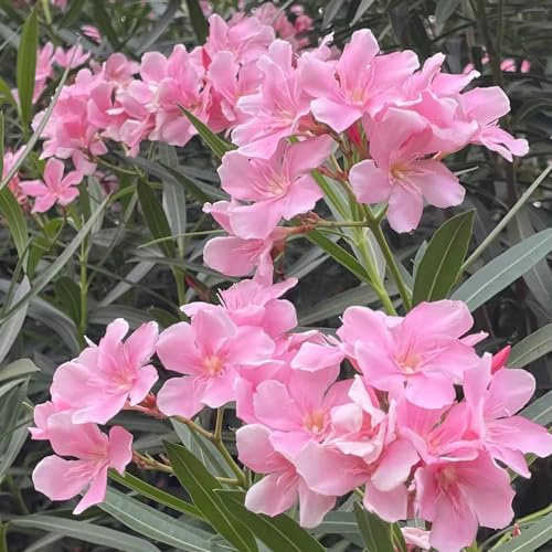 semillas de adelfa jardín de pleno sol variedades antiguas jardín exóticas roca sombra interior raras al aire libre orgánicas 8pcs