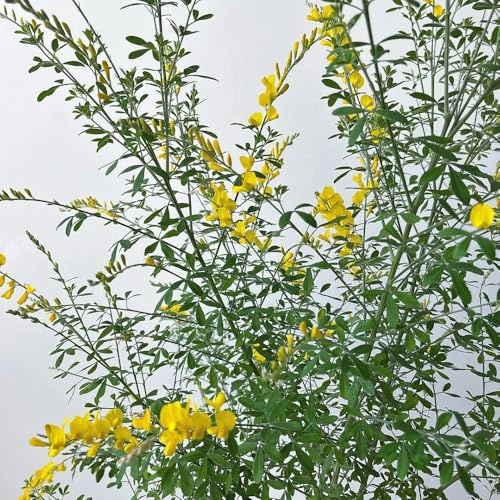 ginster - bio alte sorten ginstersamen baumsamen, winterharte kübelpflanzen, deko balkon 65pcs