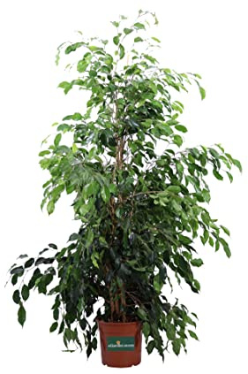 Pianta di Ficus Benjamin Pianta di Ficus Danielle pianta da interno pianta ornamentale di Ficus Benjamin pianta vera venduta da eGarden.store (Vaso 20 cm)