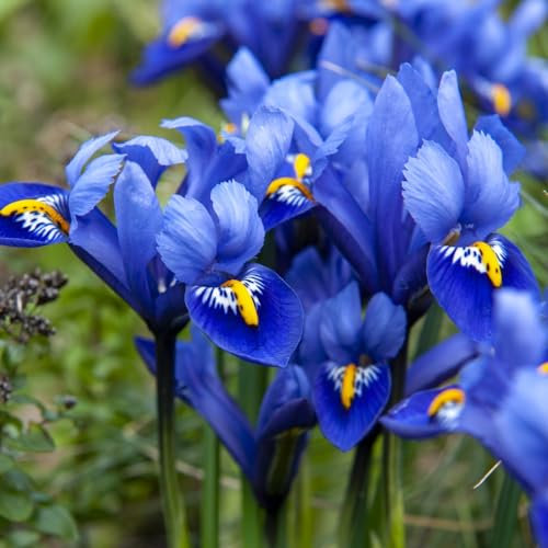 Iris Dwarf Reticulata Harmony - Captivating Blue and Gold Blooms - Pack of 50 Bulbs Size 05/06 by Thompson and Morgan