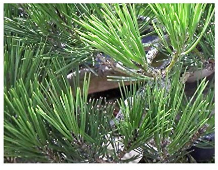 Stk - 10x Pinus thunbergii Japanische Schwarzkiefer Pflanzen - Samen ID213 - Seeds & Plants Shop by Ipsa