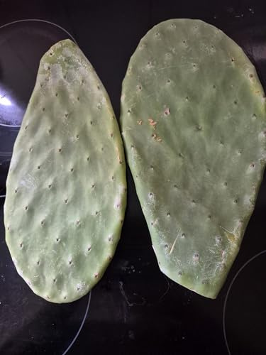 Fresh Prickly Pear Cactus Opuntia Plant for Tortoises x 2 Large Pad