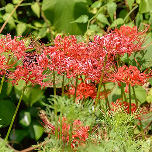 Bulbi giglio ragno - Lycoris Radiata decorazione balconi Letti elevati per giardino Copertura resistente del balcone bonsái interni massiccio 3pcs