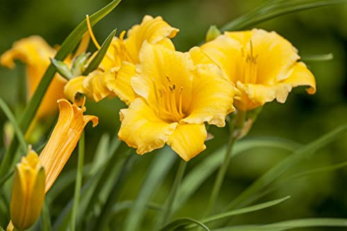 Hemerocallis 'Stella de Oro' 11x11 cm Topf – Winterhart, Mehrjährig, Pflegeleicht – Taglilie – Staude für Beet & Rabatte