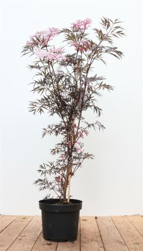Sambucus nigra 'Black Lace' 60–80 cm – Winterhart, Mehrjährig, Pflegeleicht – Schwarzer Holunder – Heckenpflanze für Garten & Sichtschutz