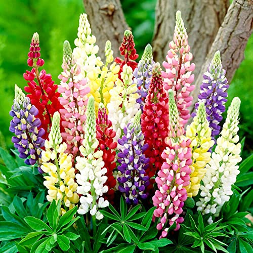 Lupins Collection - 10 Fleurs à Planter Exterieur - Vivaces & Rustique - Plante Exterieur Jardin - Naturelle Plantes de Hollande pour pot et jardin (pas de graines, non artificielle)