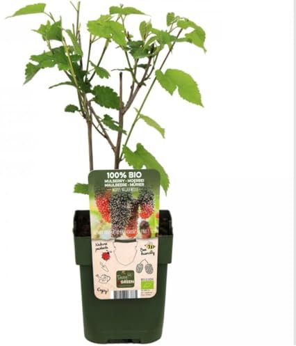 Morus nigra - Black Mulberry Tree in 13cm Pot - 45cm Height