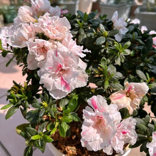 semi resistenti di rododendro - estremamente azalea da balcone, 40pcs
