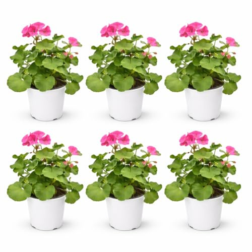 I GIARDINI DI GIULIA - Geranio Zonale Pianta Vera Colori Mix D.14 Cm Altezza 25 Cm Gerani Zonale da Balcone Terrazzo Pianta Fiorita Ornamentale da Esterno (6)