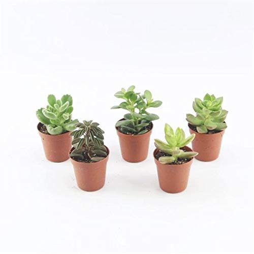 10 Sukkulenten im 5,5 cm Topf – 5 Sorten (8-15 cm) – LEBENDWARE Succulenten, Pflegeleicht, Dekorativ, Ideal für Wohnung und Garten