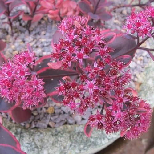 semillas de sedum - interior balcón invernadero exterior bancales elevados perennes 20pcs