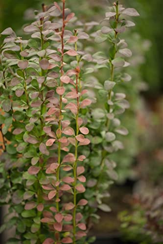 Säulen-Berberitze Berberis thunbergii Helmond Pillar 25-30 cm winterhart | Schmale Säulenform, rotes Laub, sonnig bis halbschattig, schnittverträglich, ideal für Beet, Kübel und Vorgarten