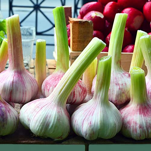 aglio invernali piantare l'aglio da giardino organiche per la copertura del terreno varietà di tradizionali selvatiche 500semi
