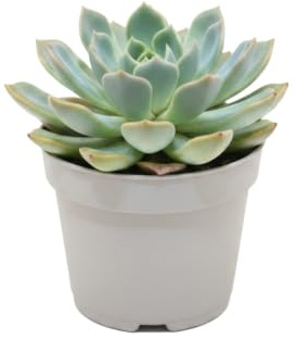 DECOALIVE Rosa de Alabastro Echeveria Pulidonis 10 cm Ø - Suculenta Resistente de 10-15 cm para Cocina y Escritorio