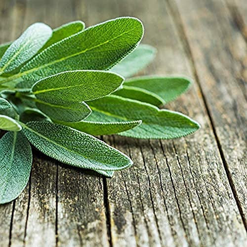 Sage Plants, 'English' Sage, 2 x Full Plants in 9cm Pots, Herb Plants, Garden Herbs, Garden Ready and Ready to Plant, Premium Quality Herbs