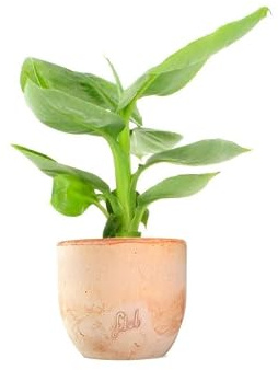 Pianta di Banano - Sviluppo Contenuto, in Estate si Può Posizionare in Terrazzo - Vaso in Terracotta