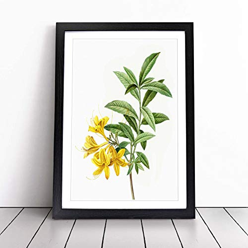 Yellow Azalea Flowers by Pierre-Joseph Redoute - | Framed Wall Art Print | Modern Home Decor Picture | Ready to Hang Artwork for Living Room, Bedroom, Kitchen or Office | Multiple Sizes