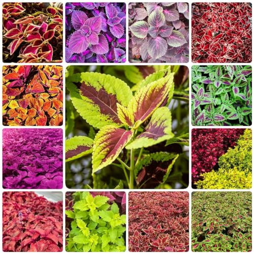 350 pcs buntnessel samen mehrjährig kräuterlinge pflanzensamen kräuterbeet indoor garten geschenk kräutersamen gartenarbeit gartenpflanzen küchenkräuter plant exotische pflanzen heilkräuter