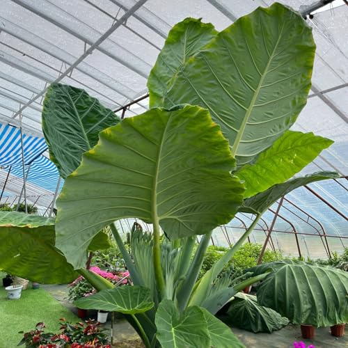 Oreja de elefante Tubérculos Resistentes - Oreja de elefante Rizoma para Jardín, Ideal para plantar-4tubérculos-G