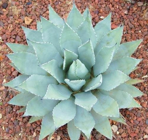 AGAVE var parryi. COUSEI hardy esotico succulenta aloe di semi di piante rare 15 SEMI