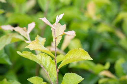 Photinia villosa 60–100 cm – Winterhart, Mehrjährig, Pflegeleicht – Japanische Glanzmispel – Heckenpflanze für Garten & Sichtschutz