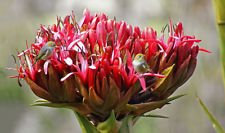 Doryanthes excelsa | Giant Flame Lily | 10_Seeds