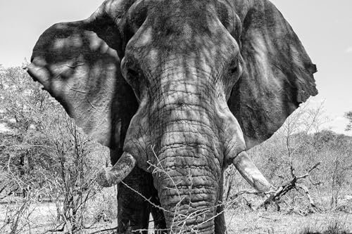 Cuadro de elefante africano – Made in France – Cuadro de cristal acrílico 120 x 80