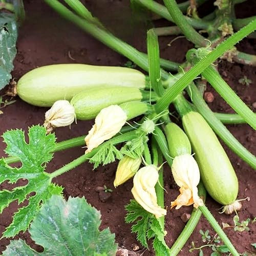 Courgette 'Bolognese' - 15 Seeds + Plant tag + Freebie (Cucurbita Pepo)
