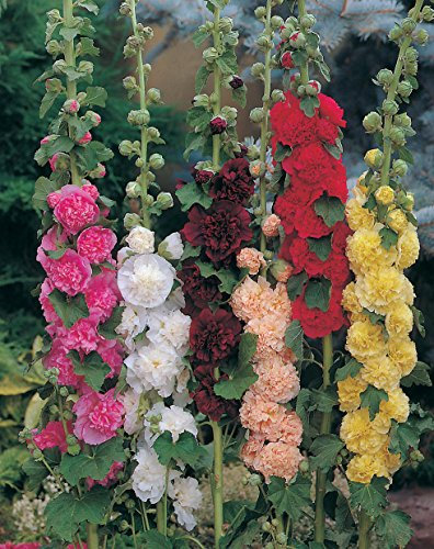 50 Hollyhock Chaters Double Seeds - Alcea Rosea - 50 Perennial Seeds