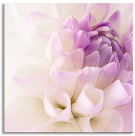Pixxprint Quadro su vetro | Murale su vetro | Meraviglioso fiore bianco viola | 50 x 50 cm | con sospensione e distanziatore