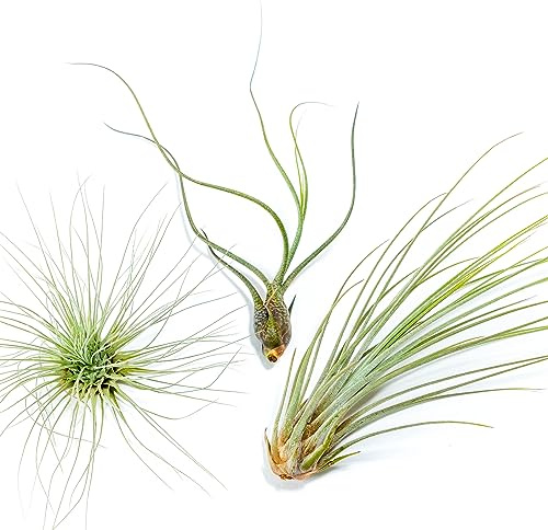 PLANDAIRE - PACK Plantes d'air - Tillandsia Fuchsii Gracilis, T. Butzii, T. Juncea - Plantes à fleurs naturelles - Extérieur et intérieur (3 pièces)