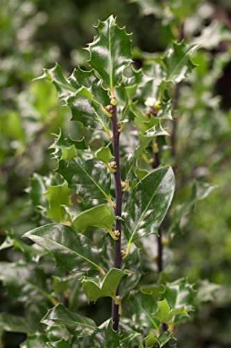 Stechpalme Ilex meserveae Blue Angel 150-175 cm winterhart immergrün