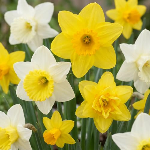 GreenboutiQ - Bulbes à fleurs - Mélange Botanique de Narcisse - Couleur Jaune et Blanc - 20 pièces - Taille de bulbe 10/12 - Pack XXL