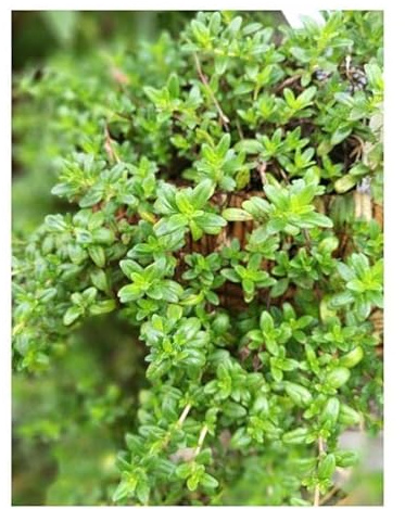 Pcs - 30x Thym Été Thymus Vulgaris Jardin Plantes - Graines KS210 - Seeds & Plants Shop by Ipsa
