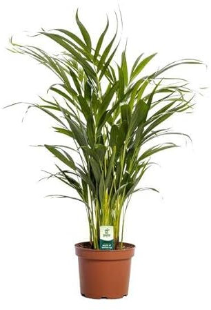 Goldfruchtpalme – Dypsis lutescens – Zimmerpflanze – Ø17cm – ca. 65cm hoch – Luftreinigend & tropisch – Pflegeleichte Areca-Palme für Zuhause & Büro