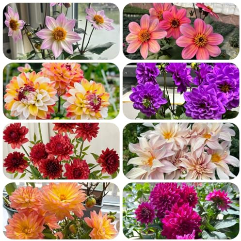 8bulbos tubérculos de dalia resistentes, jardín perennes resistentes de dalia jardinera, primavera de acónito de invierno