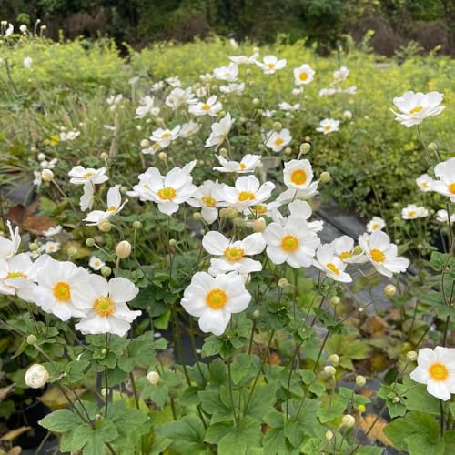 semi di anemone da giardino semi esotici Copertura perenne resistente giardino perenne resistenti all'inverno bonsái 450pcs