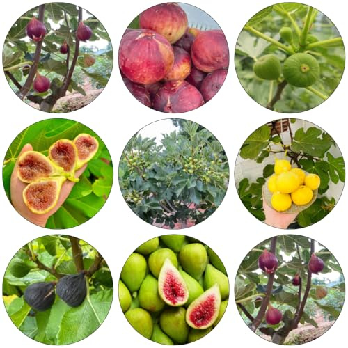 feigenbaum zimmerpflanze säulenobstbäume zimmerbonsai bonsai balkonpflanzen gewächshaus balkon indoor garten säulenobst obstbäume obstpflanzen pflanzensamen kräutergarten winterharte 55samen