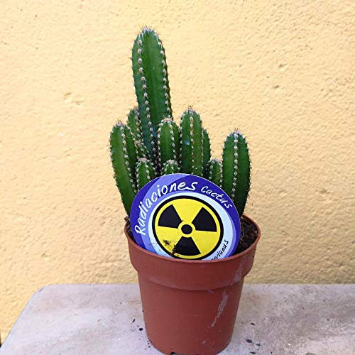 CACTUS CEREUS PERUVIANUS