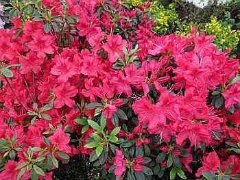 Japanische Azalee Georg Arends - Rhododendron obtusum Georg Arends - 20-25cm
