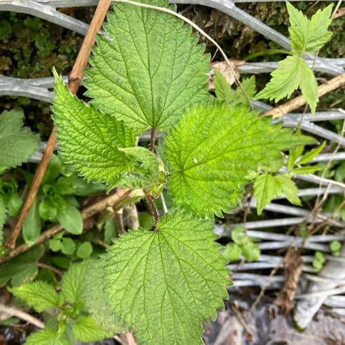 semi di ortica da giardino roccioso giardino resistenti di ortica biologici perenni, varietà antiche selvatici balcone, 100pcs