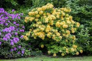 Rhododendron luteum 'Goldpracht' 40-60 cm – Winterhart, Mehrjährig, Pflegeleicht – Sommergrüne Azalee – Zierstrauch für Garten & Kübel