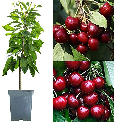 Duo Cherry Patio Fruit Tree | Regina & Sunburst Cherries | Garden Trees 2-3ft